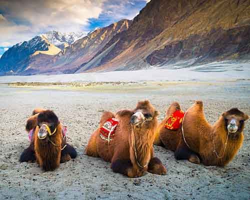 Leh to Leh Travel Program